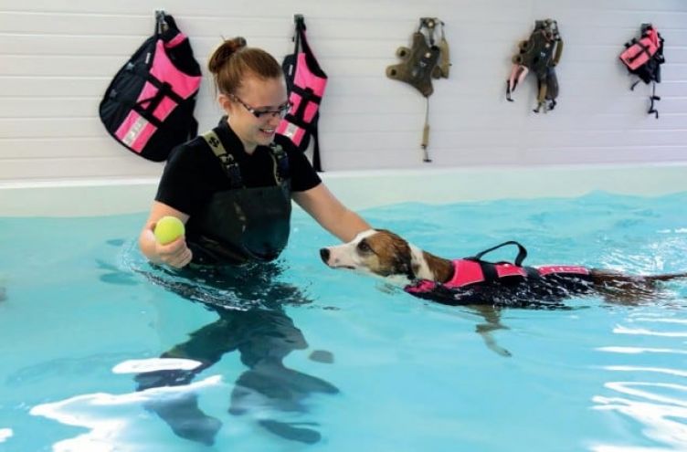 Buyer found for canine hydrotherapy franchise
