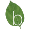 Basilico