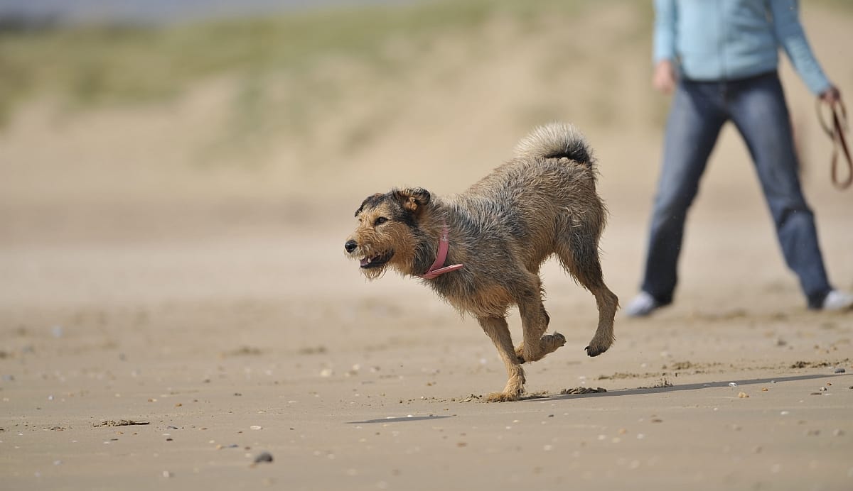 dog walking franchise