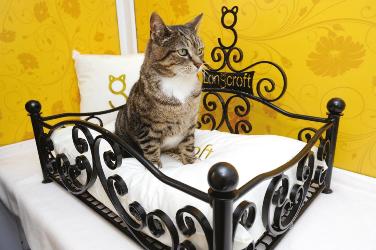 Longcroft Luxury Cat Hotel